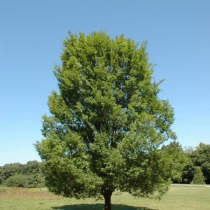 Allee Elm