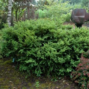 Taunton's Yew
