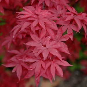 Twombly's Red Sentinel Japanese Maple