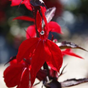 Starship Scarlet Bronze Leaf Lobelia