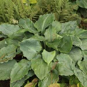 Shadowland Diamond Lake Hosta