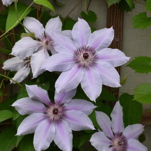 Nelly Moser Clematis