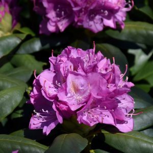 Roseum Elegans Rhododendron