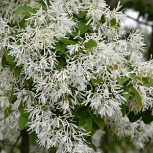 Chinese Fringetree