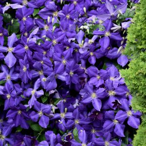 Jackmanii Clematis
