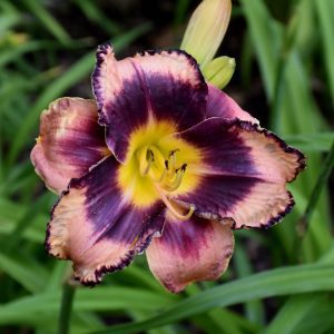 Rock Solid Daylily