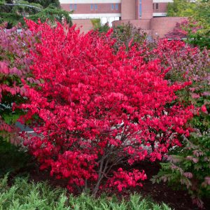 Compact Winged Burning Bush