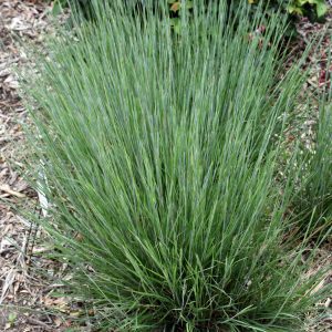 Carousel Bluestem