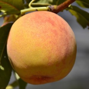 Reliance Peach
