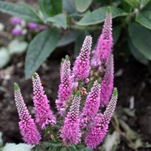 Magic Show Pink Potion Speedwell