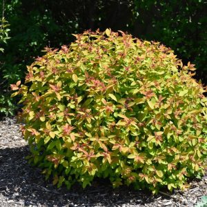 Double Play Candy Corn Spirea