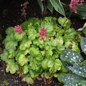 Timeless Glow Coral Bells