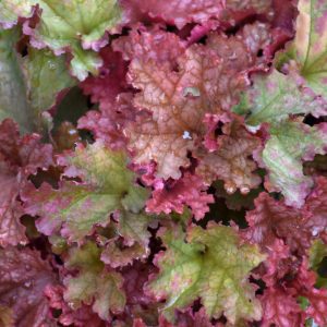 Peachberry Ice Coral Bells