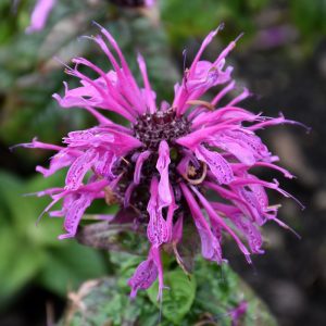 Leading Lady Plum Beebalm