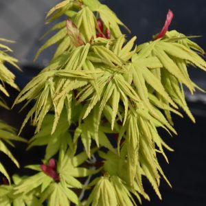 Mikawa Yatsubusa Japanese Maple
