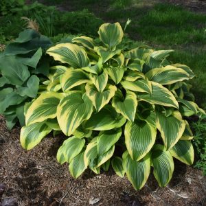 Gold-Variegated Mountain Hosta