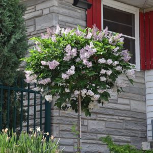Miss Kim Lilac (tree form)