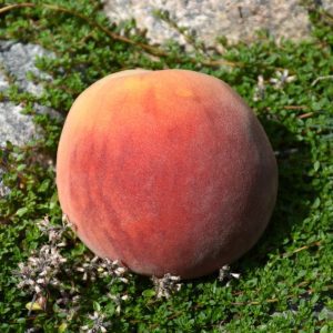 Frost Peach