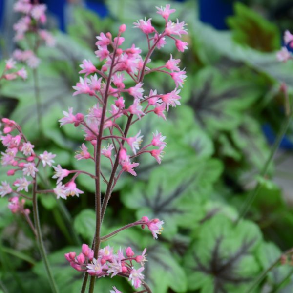 Pink Fizz Foamy Bells - Indy Plants