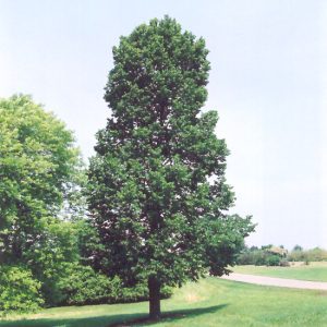 Sentry Linden