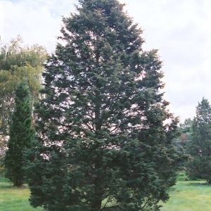 Hill's Redcedar
