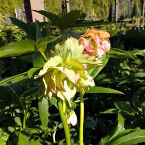 Wedding Party First Dance Hellebore