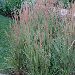 Variegated Reed Grass