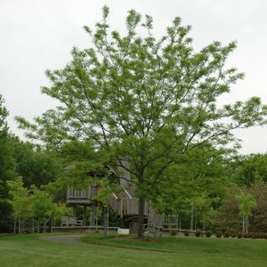 Imperial Honeylocust