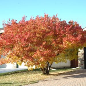 Amur Maple (multi-stem)