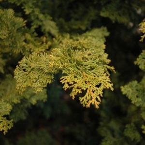 Slender Hinoki Falsecypress