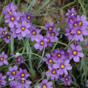 Lucerne Blue-Eyed Grass