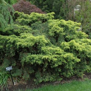 Saybrook Gold Juniper