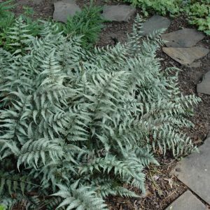 Japanese Painted Fern