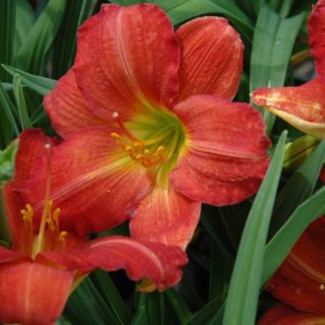Red Rum Daylily
