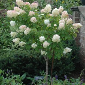 Limelight Hydrangea (tree form)
