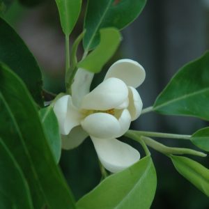 Sweetbay Magnolia