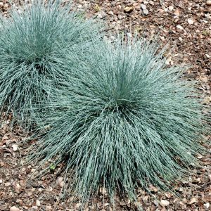 Beyond Blue Blue Fescue
