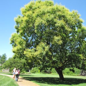 Golden Rain Tree
