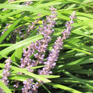 Lily Turf