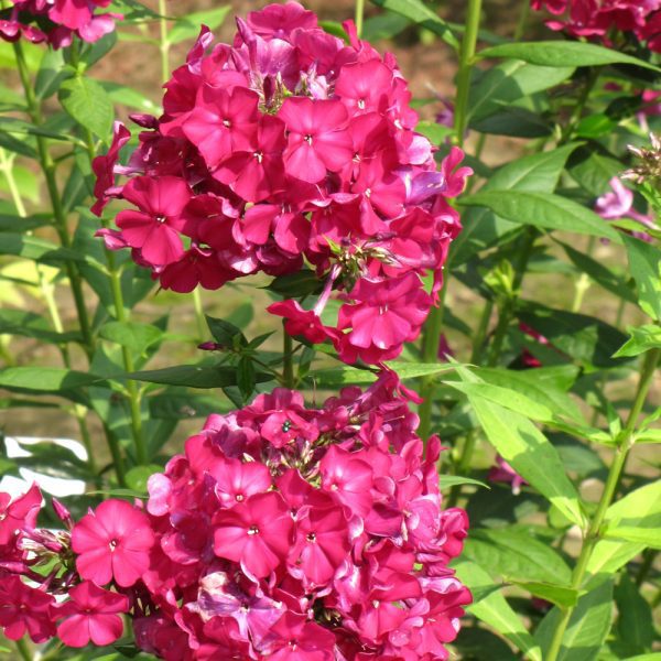 Indy Plants Nicky Garden Phlox