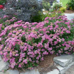 Double Play Pink Spirea