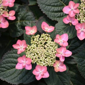 Tuff Stuff Red Hydrangea