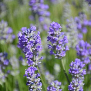 Munstead Lavender