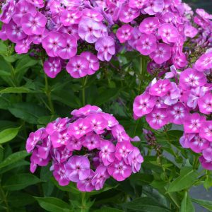 Laura Garden Phlox