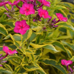 Goldmine Garden Phlox