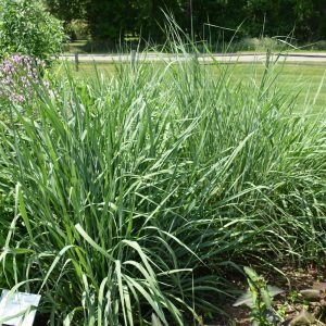 Indian Grass