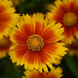 UpTick Gold and Bronze Tickseed