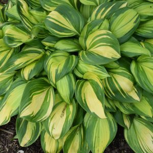Rainbow's End Hosta