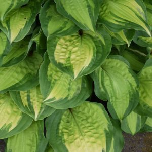 Island Breeze Hosta