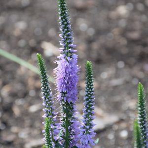 Lavender Lightsaber Speedwell